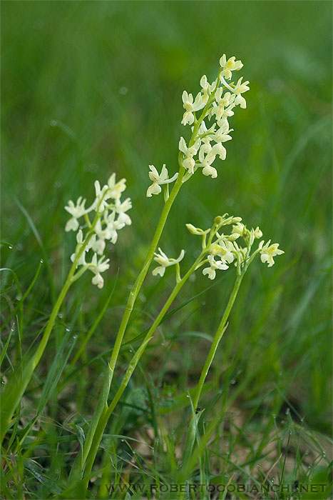 orchidea bolognese